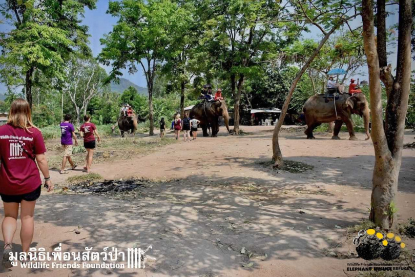 組織呼籲人們不要騎大象。（圖／翻攝自Wildlife Friends Foundation Thailand）